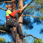 The Cost of Tree Pruning in Sydney: What You Need to Know