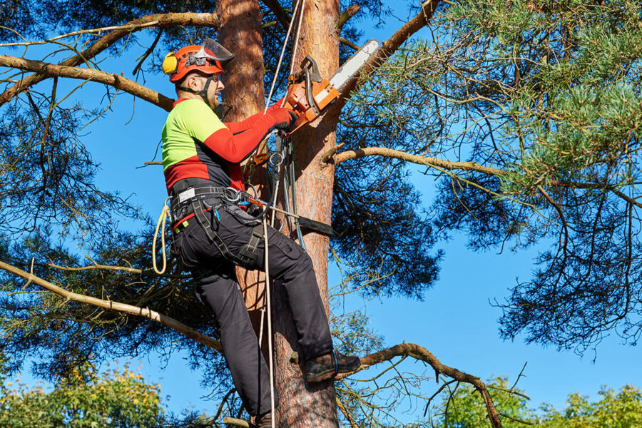 Tree Pruning