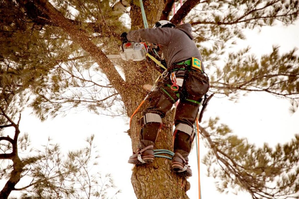 Tree Pruning