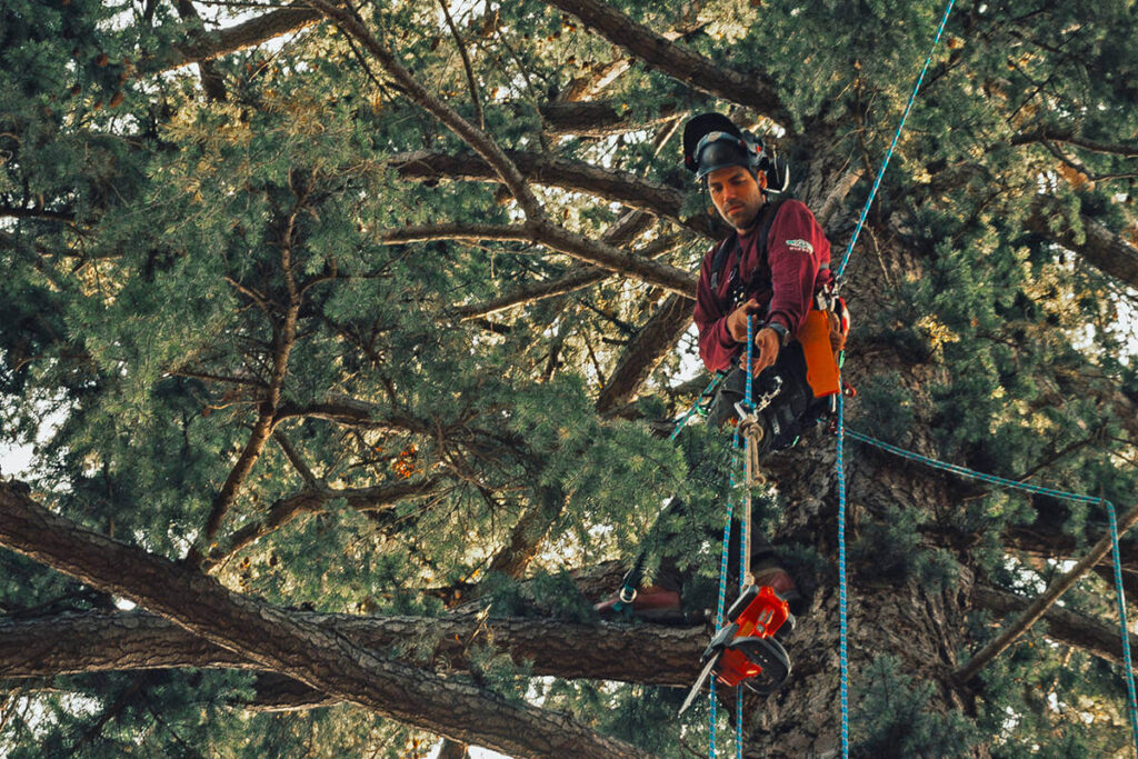 Tree Pruning