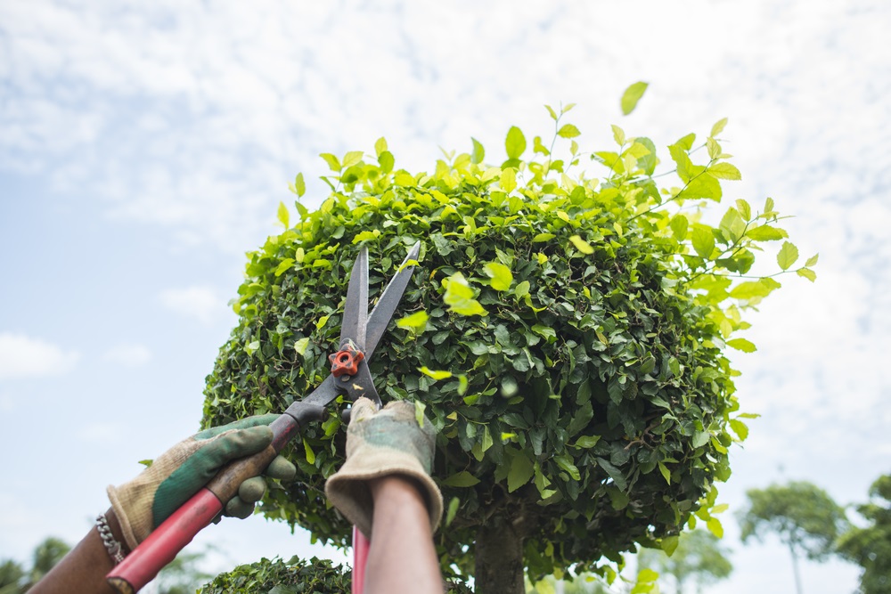 Tree Pruning Services