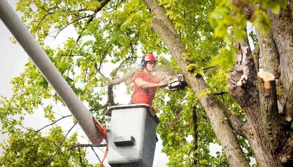 Tree Pruning Services