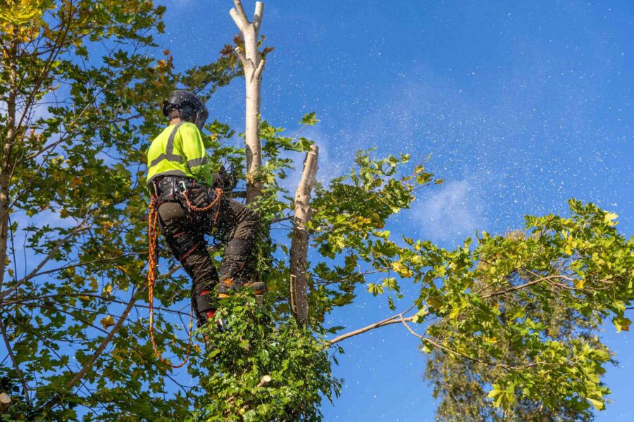 Tree Pruning Services