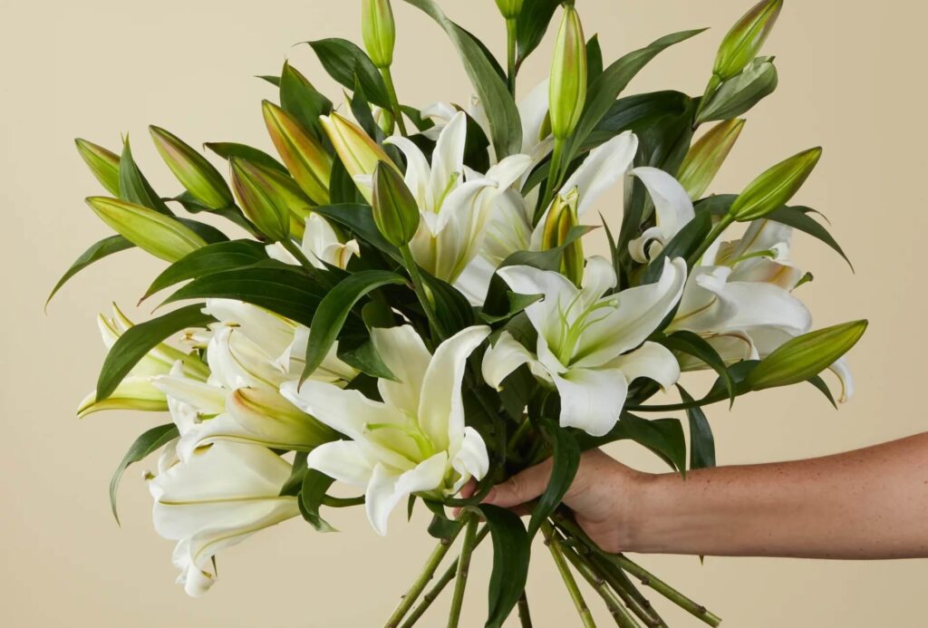 Flowers Neutral Bay: Fresh Picks for Your Special Moments