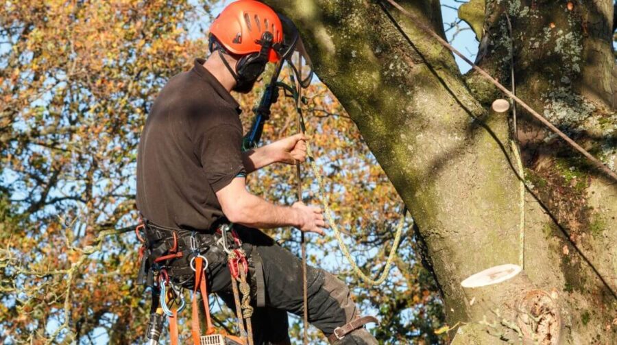 tree cutting services