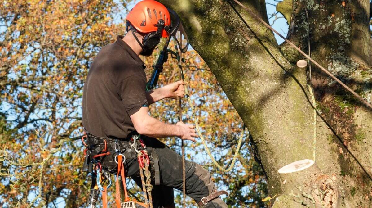 tree cutting services