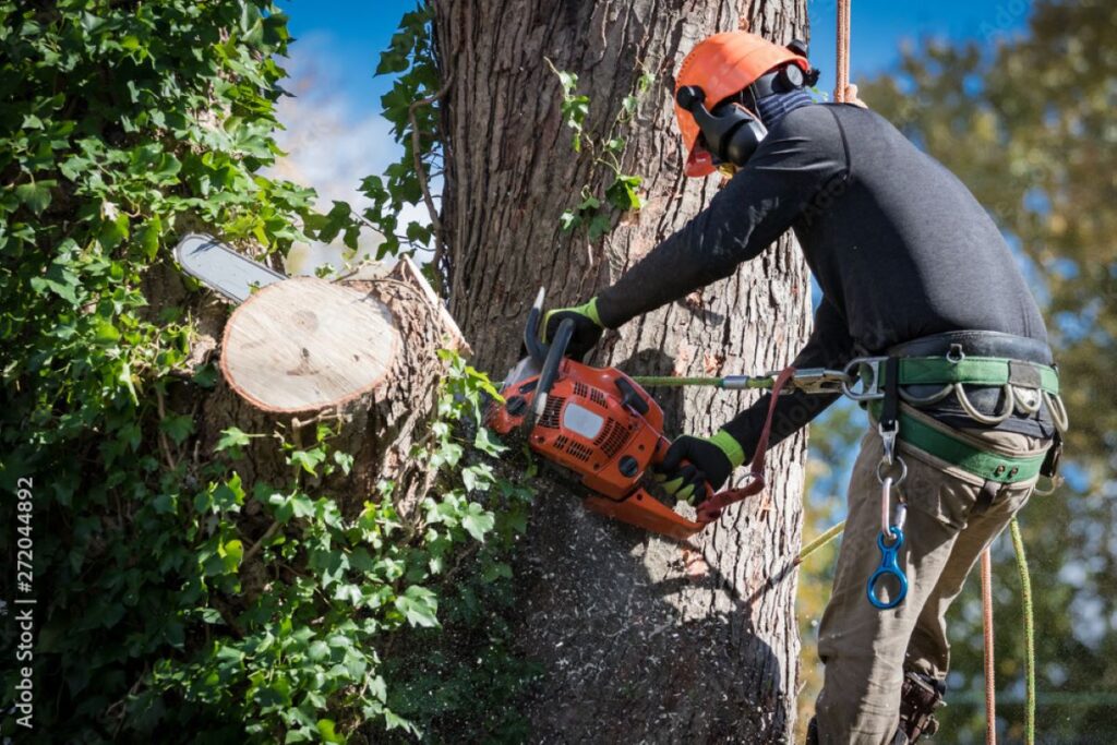 tree removal services North Shore