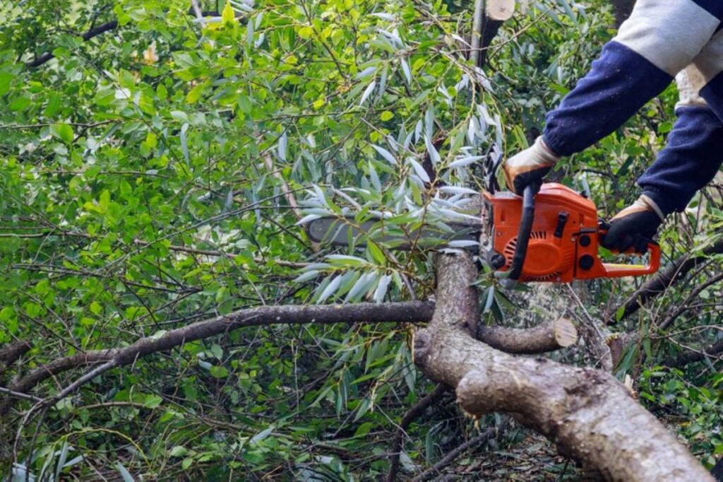 tree removal services North Shore