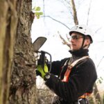 Choosing a Reliable Tree Removal Sydney Company