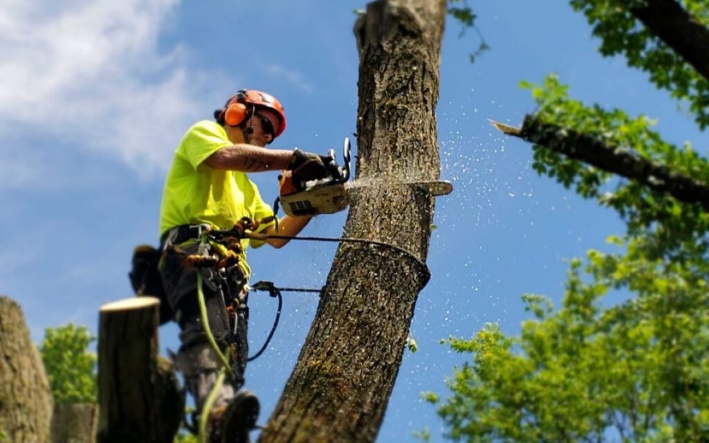 tree removal services North Shore