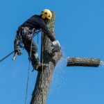 What Makes Hills District Tree Removal Companies Stand Out