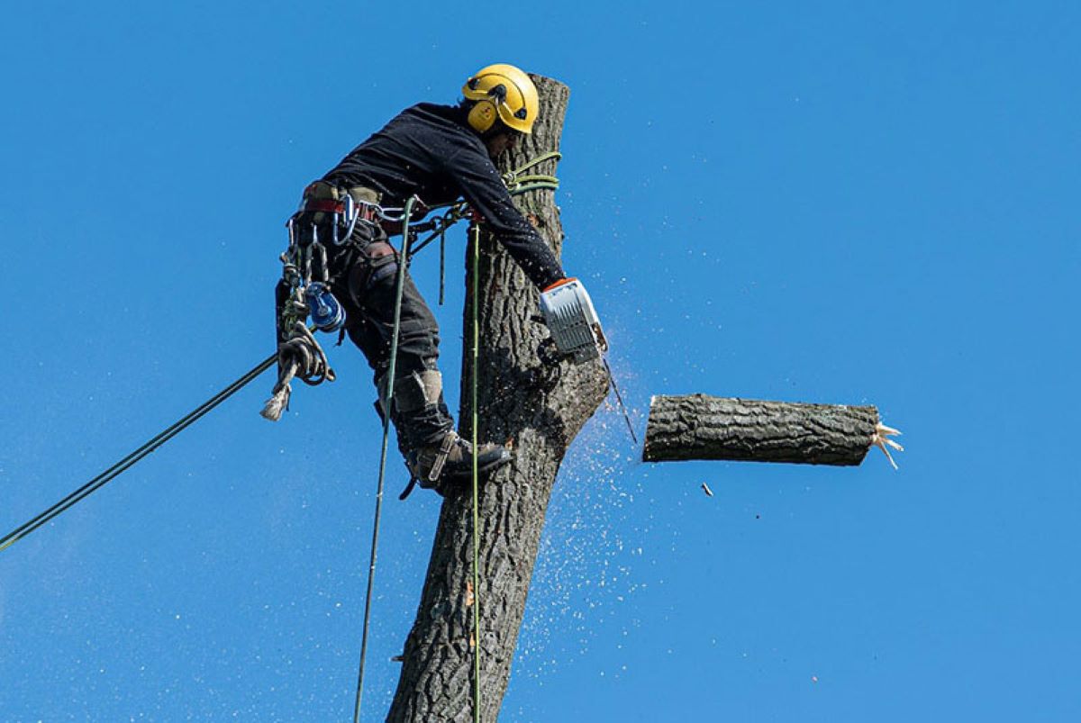 tree removal services Hills District