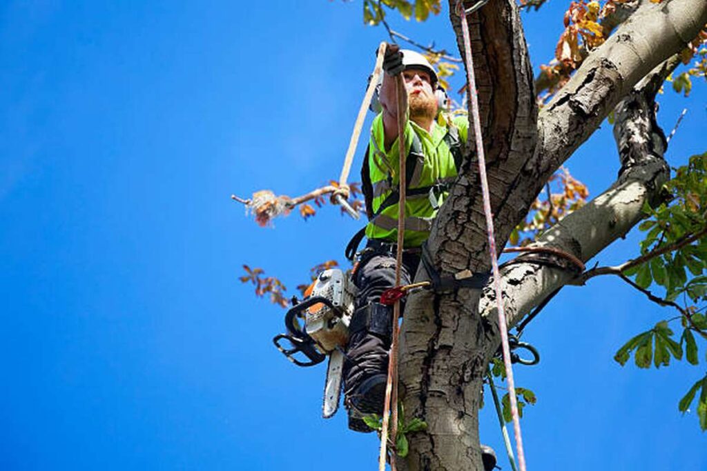 tree removal services Hills District