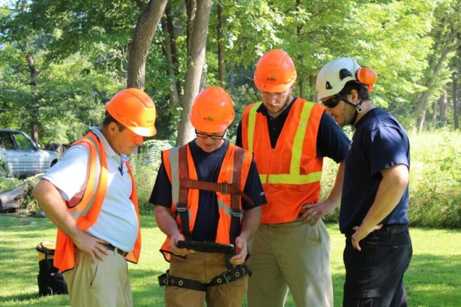 tree removal services North Shore