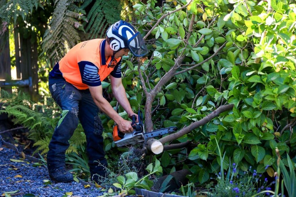 tree removal services Hills District