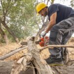 Tree Stump Removal vs. Stump Grinding: Which Option Is Cheaper?