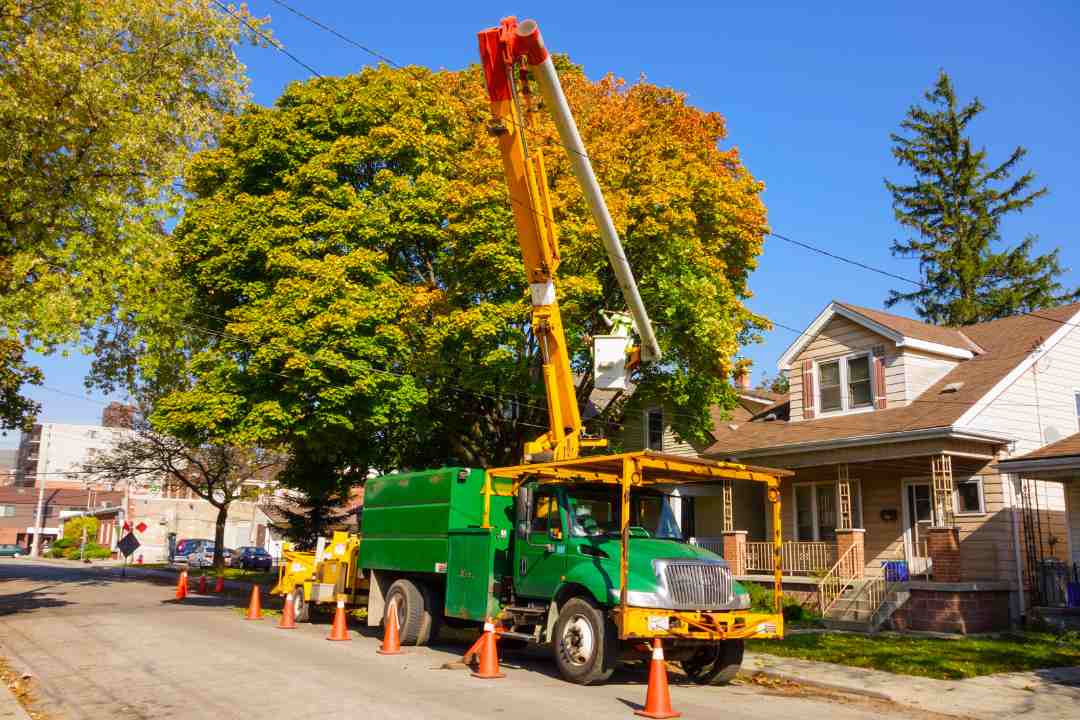 Professional Tree and Stump Removal Services You Can Trust