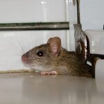 Mice Control Sydney: 9 Causes of Recurring Mice Problems and How to Prevent Them