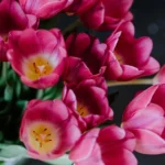 How to Order Flowers in Castlecrag for Any Occasion