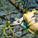 Tree Pruning Sydney: Best Practices for Stronger, Safer Trees