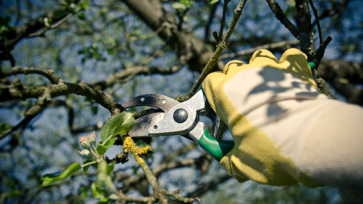 tree pruning tools