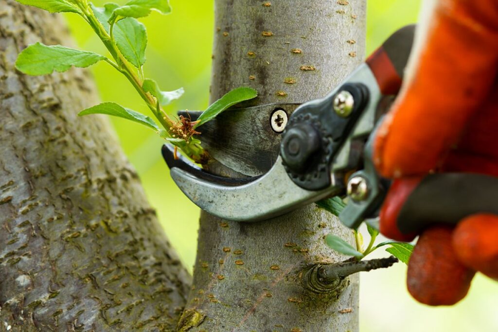 tree pruning tools