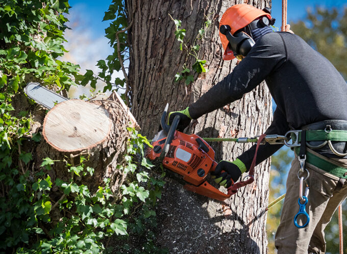 Tree Cutting