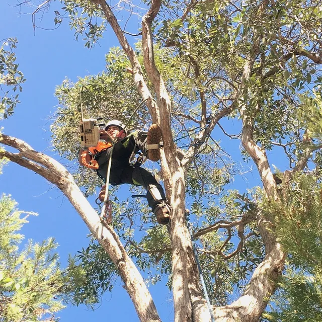 Tree Lopping