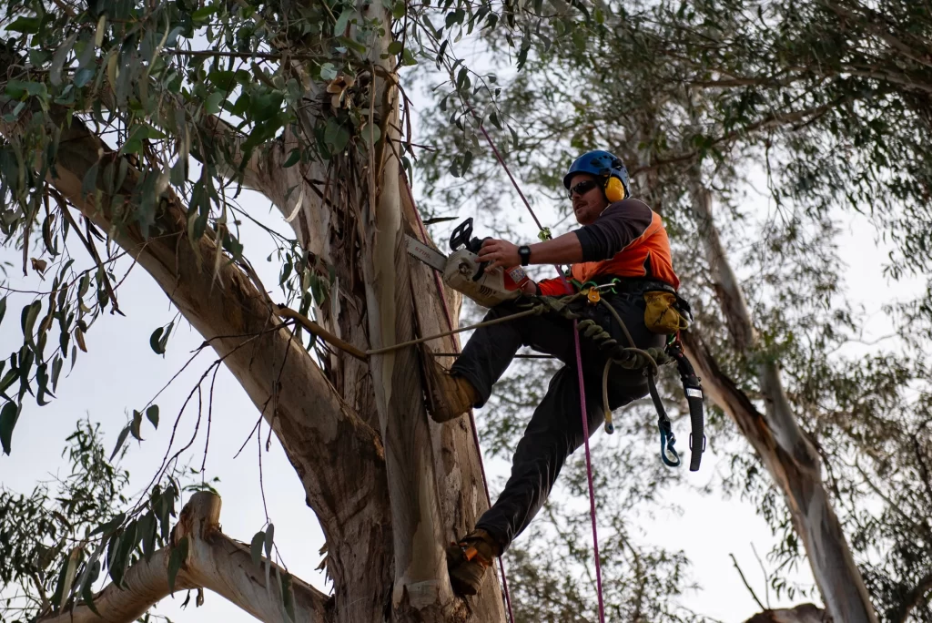 Tree Services