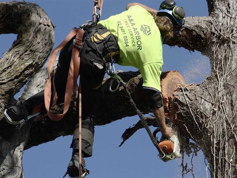 Arborists in Sydney