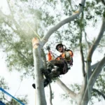 Questions Worth Asking Tree Services Near Me First