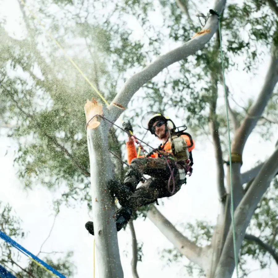 Tree Services