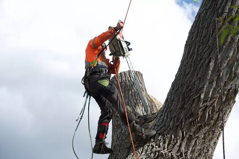 Arborists in Sydney