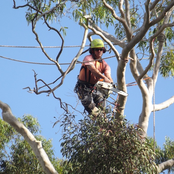 Arborists in Sydney