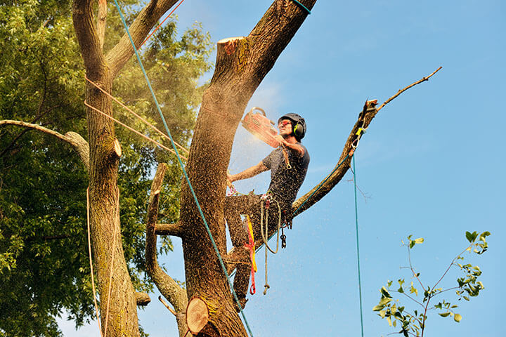 Tree Services