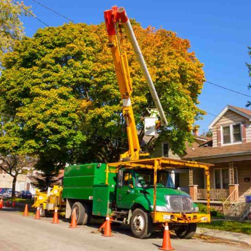 Professional Tree and Stump Removal Services You Can Trust