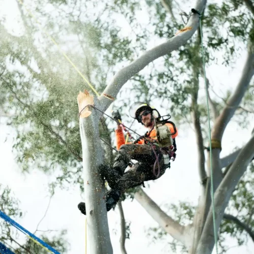 Tree Services