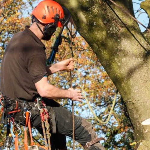 tree cutting services