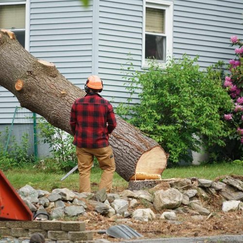 Arborist North Shore: Tailored Tree Solutions for Your Property