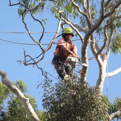 Arborists in Sydney