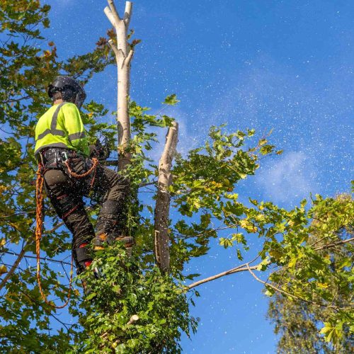 Tree Pruning Services Near Me: How to Choose the Right Arborist