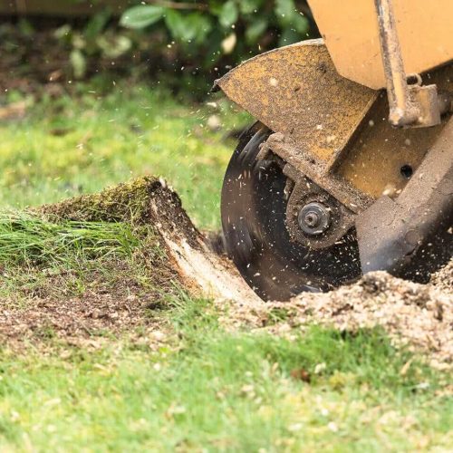 Breaking Down Stump Grinding Cost: Affordable Solutions for Tree Clearance
