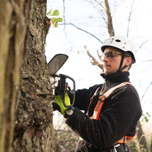 tree services sydney