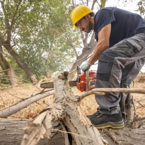 Tree Stump Removal vs. Stump Grinding: Which Option Is Cheaper?